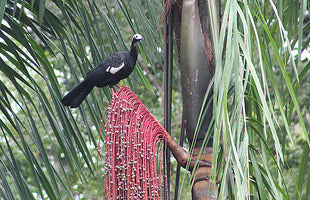 Planting my Bacaba palm tree in the Amazon rain forest [Oenocarpus Bacaba]