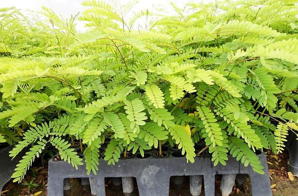 Planting my Parica Yopo tree in the Amazon rainforest [The Amazon Sacred Tree]