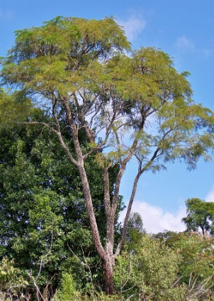 Planting my Parica Yopo tree in the Amazon rainforest [The Amazon Sacred Tree]