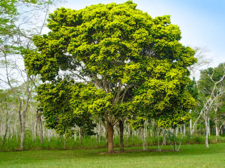 Planting my Pau Brazil tree in the Amazon rain forest [ENDANGERED SPECIE]