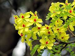 Planting my Pau Brazil tree in the Amazon rain forest [ENDANGERED SPECIE]