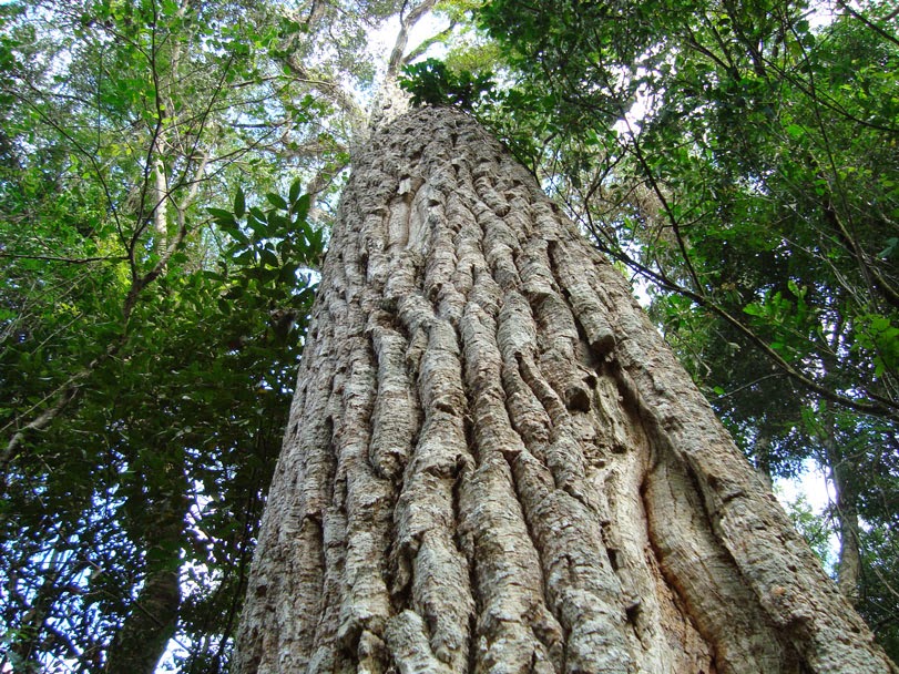 Planting my Peroba Rosa tree in the Amazon rainforest [ENDANGERED SPECIE]