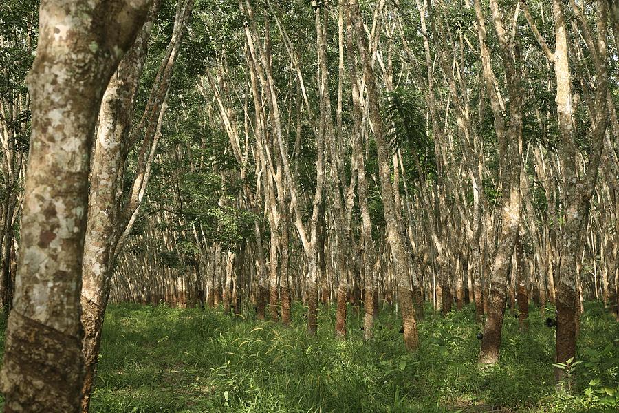 Planting my Rubber tree in the Amazon rain forest [Hevea Brasiliensis]