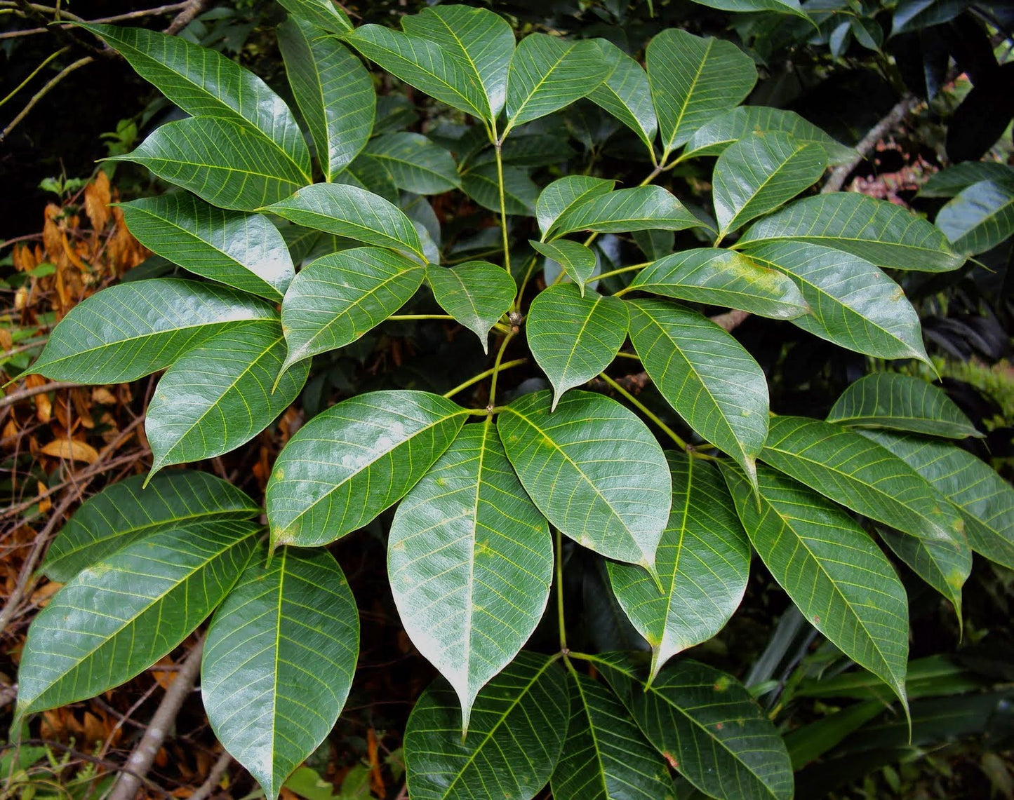 Planting my Rubber tree in the Amazon rain forest [Hevea Brasiliensis]