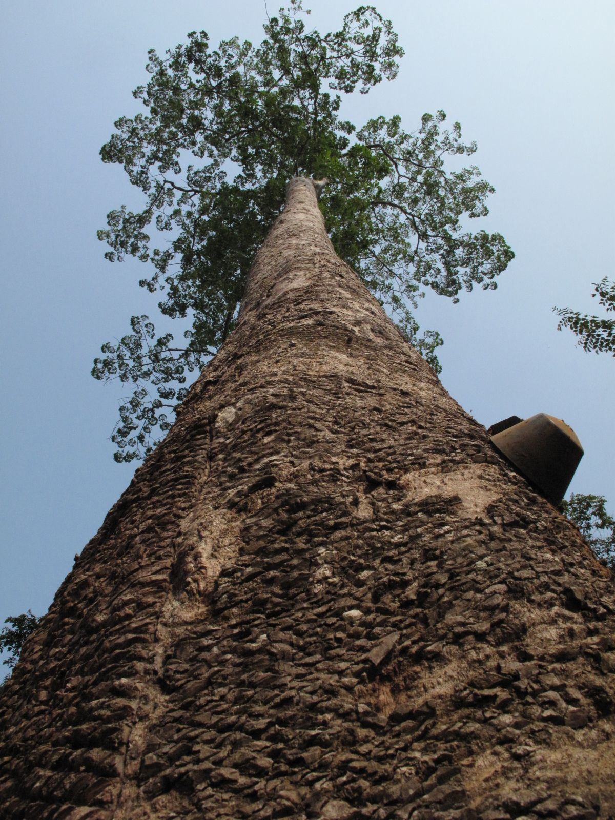 Planting my Rubber tree in the Amazon rain forest [Hevea Brasiliensis]