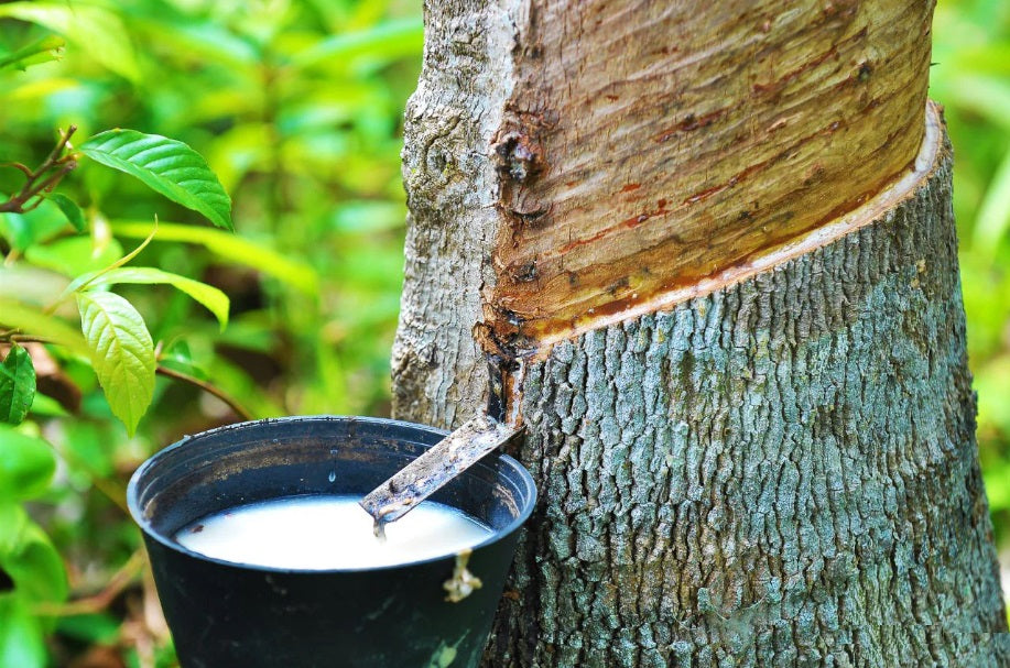 Planting my Rubber tree in the Amazon rain forest [Hevea Brasiliensis]