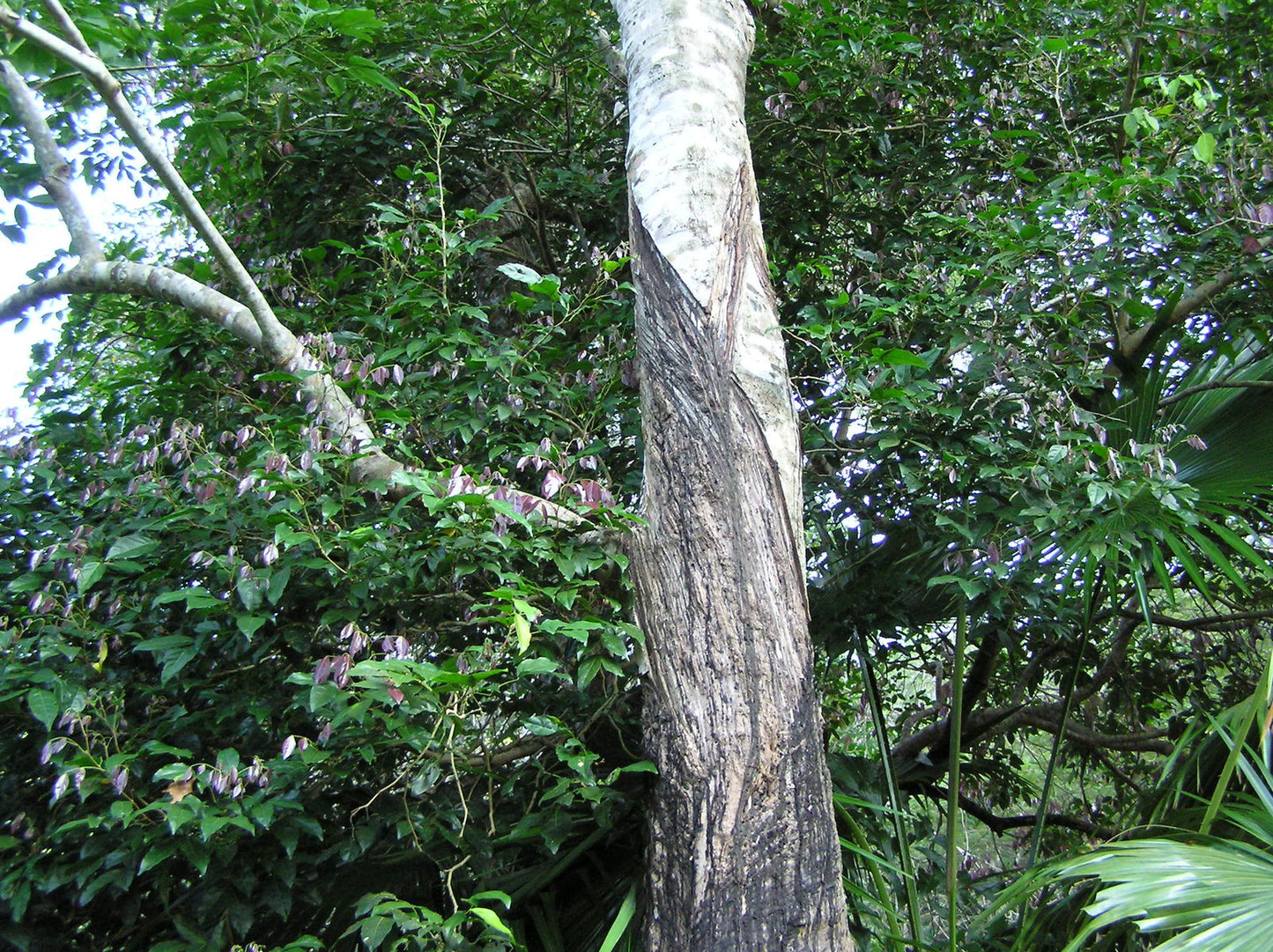 Planting my Rubber tree in the Amazon rain forest [Hevea Brasiliensis]