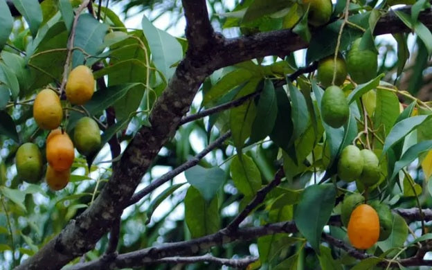 Planting my Taperebá tree in the Amazon rainforest [Caja Fruit]