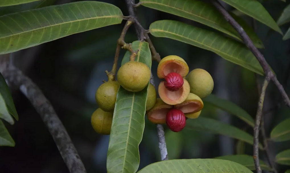 Planting my Ucuuba tree in the Amazon rain forest [Virola Sebifera]