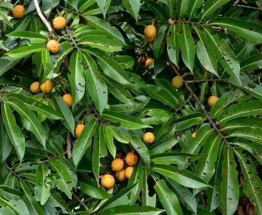 Planting my Ucuuba tree in the Amazon rain forest [Virola Sebifera]